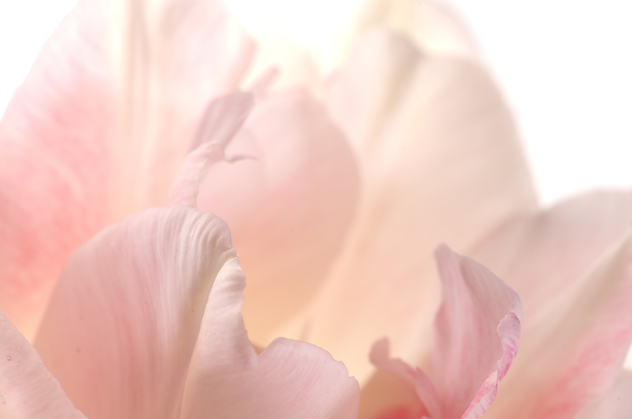 Pale pink tulip Angelique.